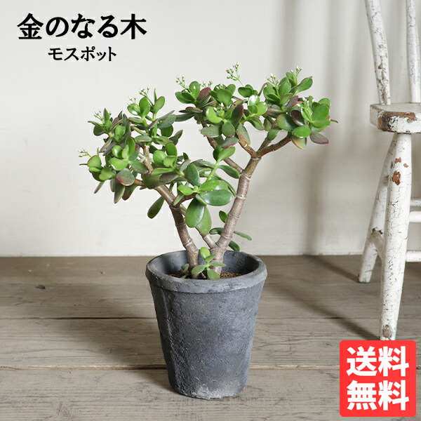 楽天市場】金のなる木（斑入り）きらめき 6号鉢（直径18cm） 多肉植物