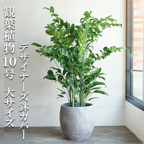 観葉植物 大型 法人宛送料無料 高性チャメドレア ヤシの木 大サイズ立体模様 ファイバー鉢カバー付き コウセイチャメドレア １０号鉢 インテリア 花 ガーデン DIY 寒さに強い