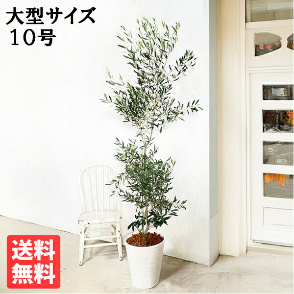 楽天市場】観葉植物 大型 オリーブ キューブ型 デザイナーズ