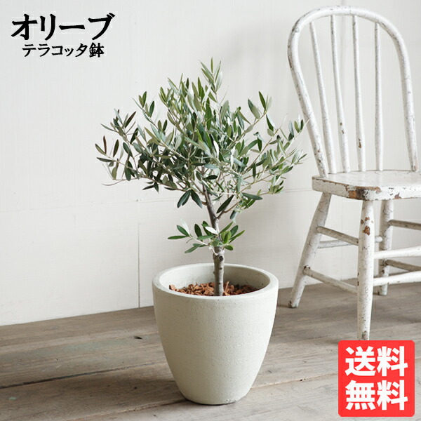 楽天市場】オリーブの木 6号 夫婦の木 結婚式 オリーブ アイボリー