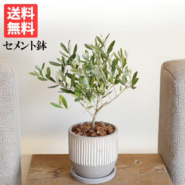 楽天市場】オリーブの木 モライオロ 3.5号サイズ 苗 高さ40cmセンチ