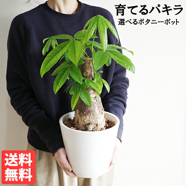 育てるパキラ ぷっくら幹 パキラ朴仕立てもの 幹太 観葉草木 パキラ 中型 パキラ・グラブラ ボタニーポット 選べる鉢 滅多に無い 金のなる木 リビング 室内装飾 貨物輸送無料 御引き立て流行る 観葉植物-花・ガーデン・DIY-花・観葉植物