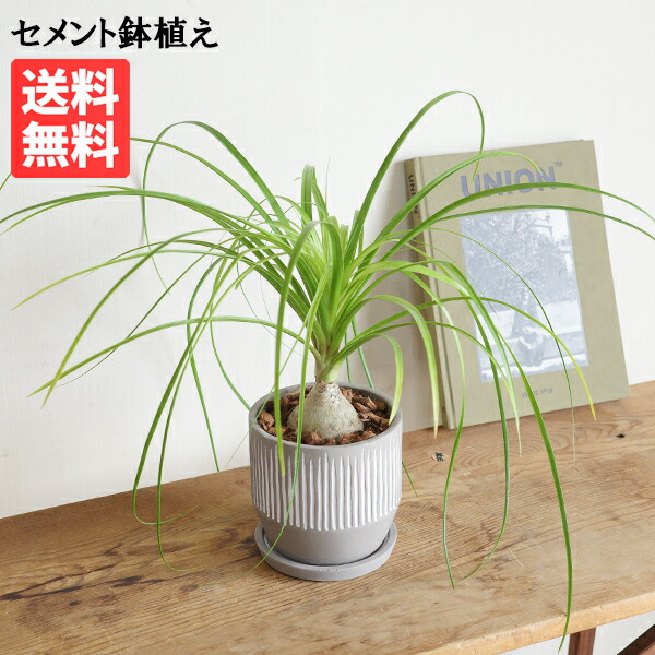 楽天市場】【セール品】 観葉植物 トックリラン ノリナ 6号鉢 【送料