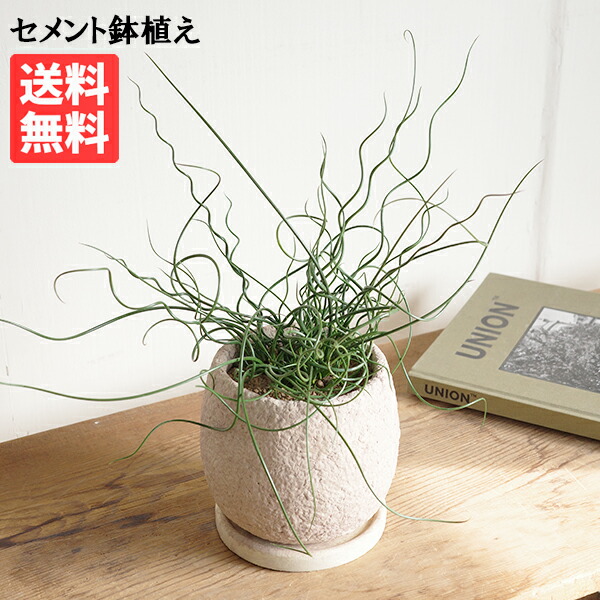 ラセンイ 螺旋藺 観葉植物 ピンクベージュ セメント鉢植え ラセンイソウ スパイラルラッシュ 小型 希少 上部