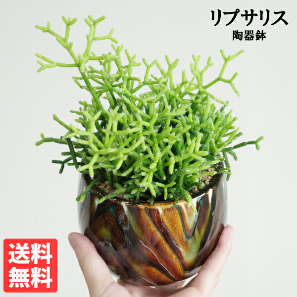 蟻植物　レカノプテリス　シヌオサ　sinuosa 3.5号　吊り鉢 蟻植物 レカノプテリス シヌオサ sinuosa 3.5号 吊り鉢 - メルカリ
