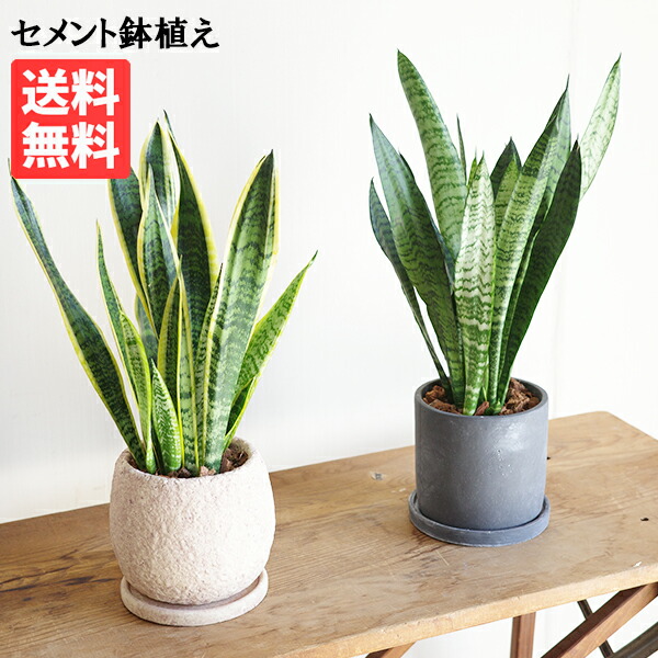 楽天市場】サンセベリア 【ファンウッド・ミカド】 観葉植物 人気 9cm