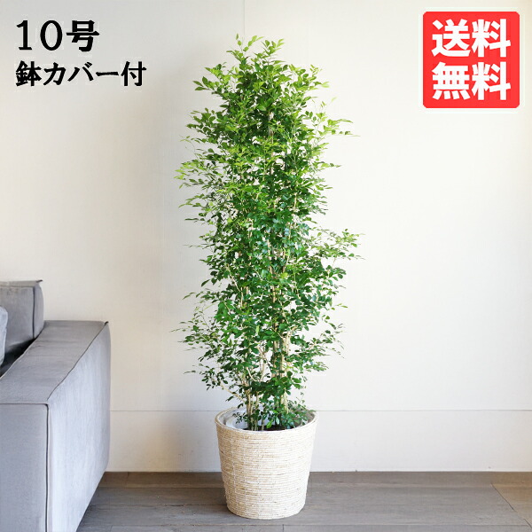 観葉植物 大型 シルクジャスミン ゲッキツ 10号 法人様送料無料 ナチュラル鉢カバー付き プレミアム おしゃれ 尺鉢 大鉢 10号鉢 大サイズ 大きいサイズ インテリア 寒さに強い｜観葉植物のthe・green 15,750円