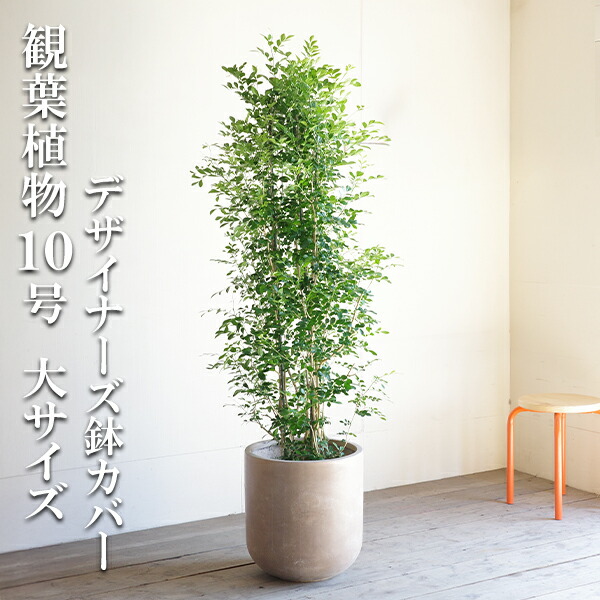 観葉植物 大型 シルクジャスミン ゲッキツ 10号 法人様送料無料 ファイバー 高級鉢カバー付 アッシュブラウン おしゃれ 尺鉢 大鉢 10号鉢 大サイズ 大きいサイズ インテリア 寒さに強い｜観葉植物のthe・green