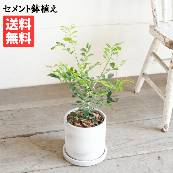 観葉植物 シルクジャスミン アッシュグレー セメント鉢植え 送料無料 ゲッキツ おしゃれ 中型 インテリア 花 ガーデン DIY 寒さに強い