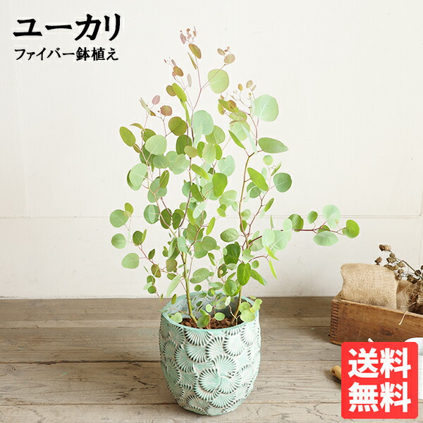 ユーカリノキ ユーカリノキの木 衣料繊維鉢植え ペパーミント緑であること 観葉草木 貨物輸送無料 縁側 中庭 縁側 薬草 象徴天然木 しろがね色岩礁 バルコニスト 部屋の入り口