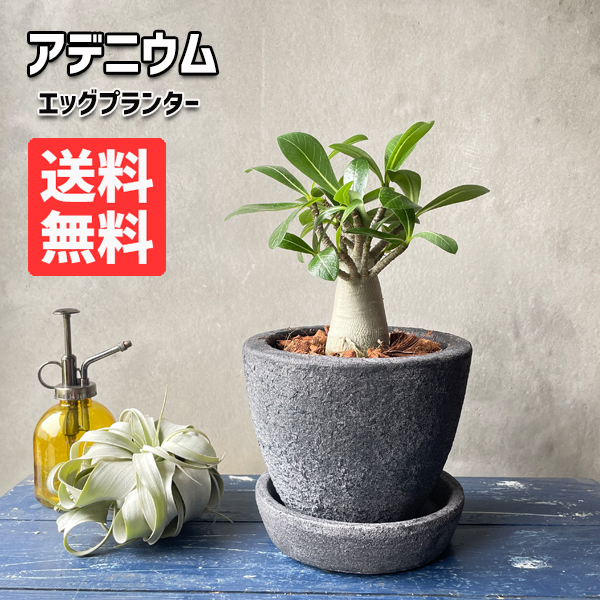 アデニウム アラビカム コーデックス Eggpot植え ボリューム品 塊根植物 多肉植物 観葉植物 送料無料 Artingroup Ae