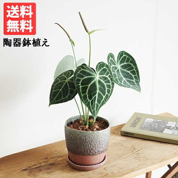 楽天市場】観葉植物 アンスリウム クラリネルビウム clarinervium 5号