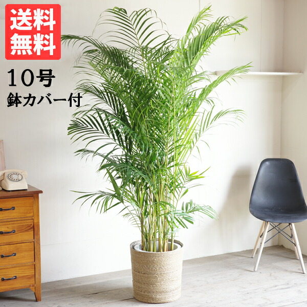 楽天市場】法人宛送料無料 アレカヤシ ヤシの木 大サイズ 大鉢 １０号鉢 観葉植物 ヤシ 大型 花 ガーデン DIY 観葉植物 インテリア : 観葉植物 のthe・green