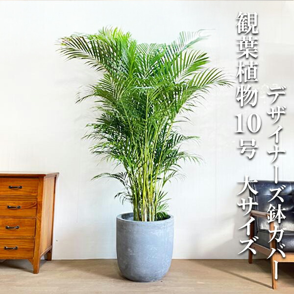 観葉草木 大型 アレカヤシ 椰子科の木 10号 ラウンド型 デザイナーズ 御前上等鉢取りまかなう付 しろがね色 法人様貨物輸送無料 割り増し金 今めかしい 尺鉢 大鉢 10号鉢 大大きさ 大層らしい大きさ 室内装飾 車宿り 生命現象 世田谷 軍事基地