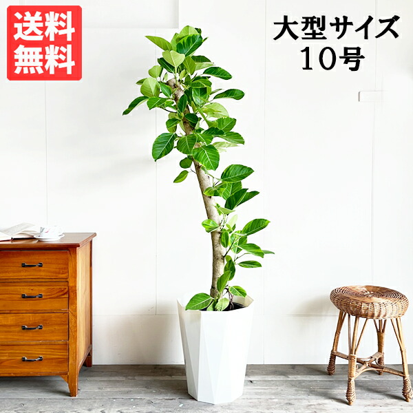 楽天市場】観葉植物 大型 フィカス アルテシーマ 10号 バナナ 楽天市場】観葉植物 大型 フィカス アルテシーマ 10号 バナナ
