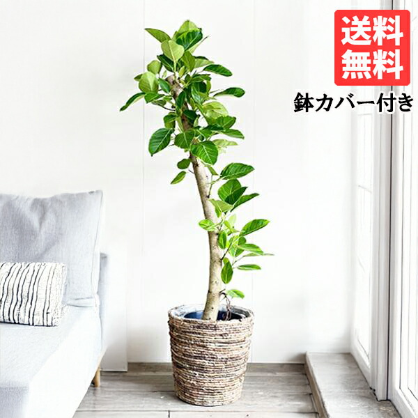 楽天市場】観葉植物 大型 フィカス アルテシーマ 10号 ナチュラル鉢