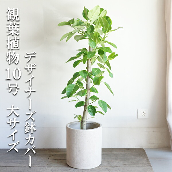 観葉植物 大型 フィカス アルテシーマ 朴仕立て 10号 シリンダー型 鉢カバー付 クリーム 法人送料無料 おしゃれ 尺鉢 大鉢 10号鉢 大サイズ 大きいサイズ インテリア 鉢カバー付き ゴムの木 アルテシマ｜観葉植物のthe・green