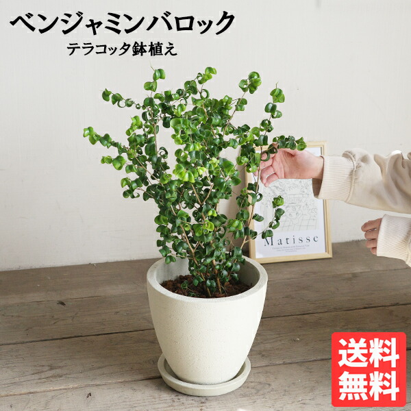 ベンジャミン バロック 象牙色テラコッタ鉢植え 観葉草木 ベンジャミンバロック 貨物輸送無料 中型 観葉植物-花・ガーデン・DIY