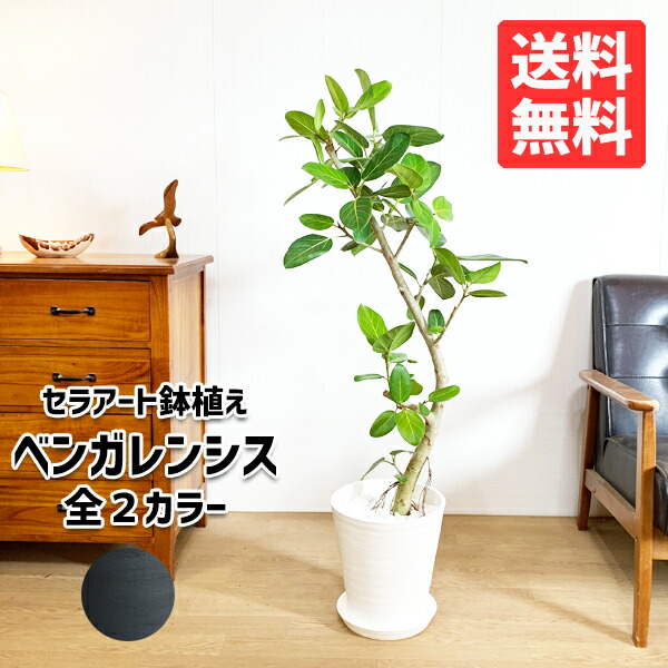 送料無料 通販 鉢植え 中型 室内 ベンガレンシス 観葉植物 自宅やオフィス 販売 新築祝い 花 Diy ガーデン フィカス 誕生日祝い お祝い Diy 花 観葉植物 観葉植物 インテリア フィカス ベンガレンシス ベンガルゴムの木 選べる鉢色 セラアート鉢 送料無料 観葉植物