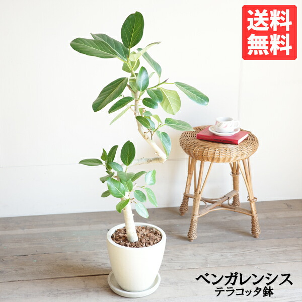 フィカス ベンガレンシス 象牙色テラコッタ鉢植え 貨物輸送無料 観葉草木 今めかしい 中型 大型 フィカス 天然ゴムの木 花 苑地 DIY 花 観葉草木 室内装飾