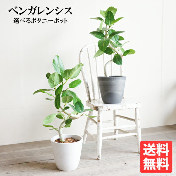 フィカス ベンガレンシス S字 ボタニープランター植え 選べる色つや 6号 貨物輸送無料 観葉草木 今めかしい 中型 フィカス 予防医学の木 花 庭園 DIY 花 観葉草木 室内装飾