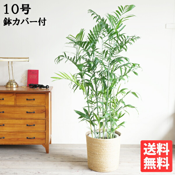 観葉草木 大型 チャメドレア セフリジー セフリージ 10号 やわらかいかご付 法人様貨物輸送無料 今めかしい 尺鉢 大鉢 10号鉢 大大きさ 気が大きい大きさ 室内装飾 車宿り 生存期間