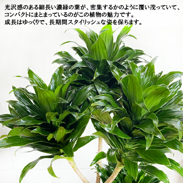 ドラセナ コンパクタ ファイバーセメント鉢カバー付 ブルーブラック 観葉植物 送料無料 中型 大型 おしゃれ 開店祝い 新築祝い Rvcconst Com