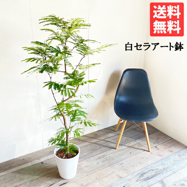 エバーフレッシュ ホワイトセラアート鉢植え 観葉草木 貨物輸送無料 大型 合歓の木 ねむの木 花 園地 DIY 花 観葉草木 室内装飾