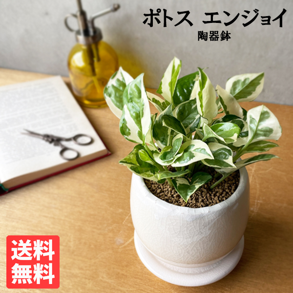 楽天市場】観葉植物 ディオーン エデュレ ソテツ 9cmポット 観葉