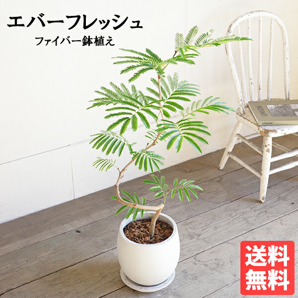 楽天市場】ネムノキ エバーフレッシュ 幹太 4号サイズ 鉢植え 観葉植物