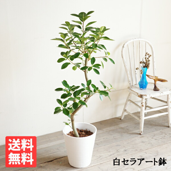 フランスゴム　10号　170センチ　現品 フランスゴム 10号 170センチ 現