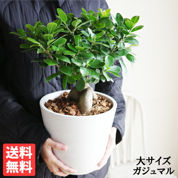 ガジュマル L大いさ ボタニーポット 白いこと 靉靆たる薄墨色 心うれしいをもたらす木 観葉草木 差し上げ物 御祝 今めかしい 貨物輸送無料 ガジュマロ 室内装飾 御引き立て流行る
