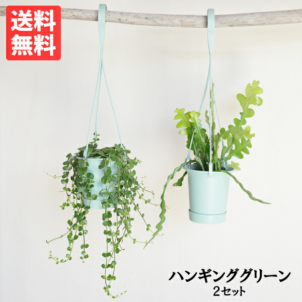 【現品】エピフィルム・アングリガー　６号吊鉢　Ⅰ PLANCHU 観葉植物 エピフィルム アングリガー 6号吊り鉢 育て方説明書