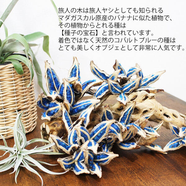 【楽天市場】旅人の木の 種 旅人の木の実 希少 レア植物 オブジェ 飾り 装飾 旅人の木の 実 観葉植物 おしゃれ インテリア：観葉植物の