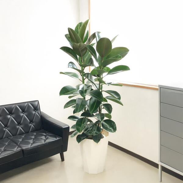 ロブスター ゴムの木 フィカス 10号 法人様送料無料 観葉植物 おしゃれ 尺鉢 大型 大鉢 10号鉢 大サイズ 大きいサイズ インテリア 楽天 通販 ギフト プレゼント Letempslev K7a Com