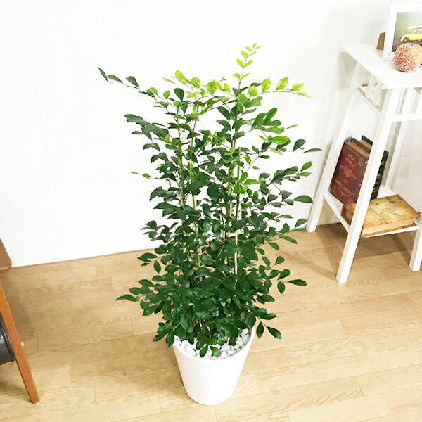 帛ジャスミン ホワイト セラアート頭蓋 8サイズ 送料無料 ゲッキツ 観葉植物 小粋 中型 大型 室内装飾 寒さにごっつい Hotjobsafrica Org