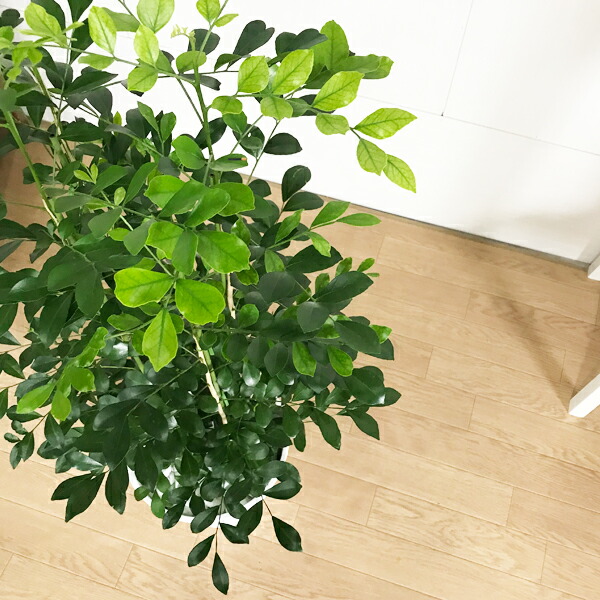 シルクジャスミン ホワイト セラアート鉢 8号 送料無料 ゲッキツ 観葉植物 おしゃれ 中型 大型 インテリア 寒さに強い Educaps Com Br シルクジャスミン ホワイト セラアート鉢 8号 送料無料 ゲッキツ 観葉植物 おしゃれ 中型 大型 インテリア 寒さに強い Educaps Com Br