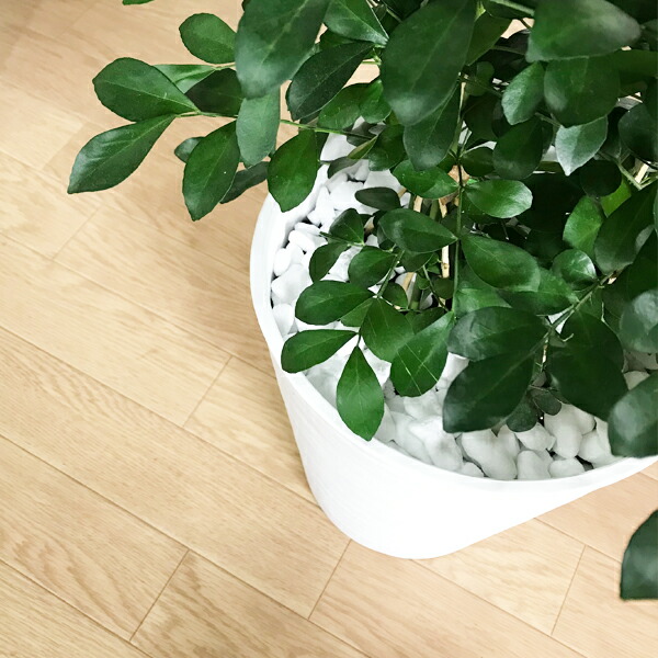 シルクジャスミン ホワイト セラアート鉢 8号 送料無料 ゲッキツ 観葉植物 おしゃれ 中型 大型 インテリア 寒さに強い Educaps Com Br シルクジャスミン ホワイト セラアート鉢 8号 送料無料 ゲッキツ 観葉植物 おしゃれ 中型 大型 インテリア 寒さに強い Educaps Com Br