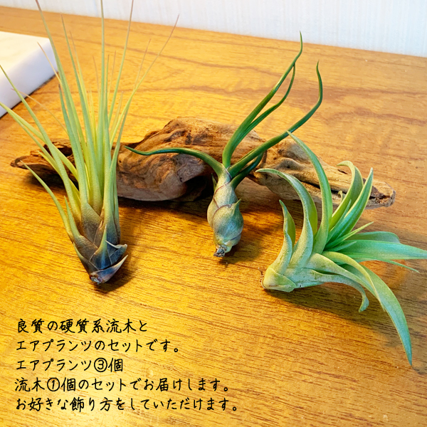 エア プランツ 固い家筋流木 1ひとまとまり エアプランツ チランジア マングローブ 送料無料 Airplants 観葉草木 インテリア Hotjobsafrica Org