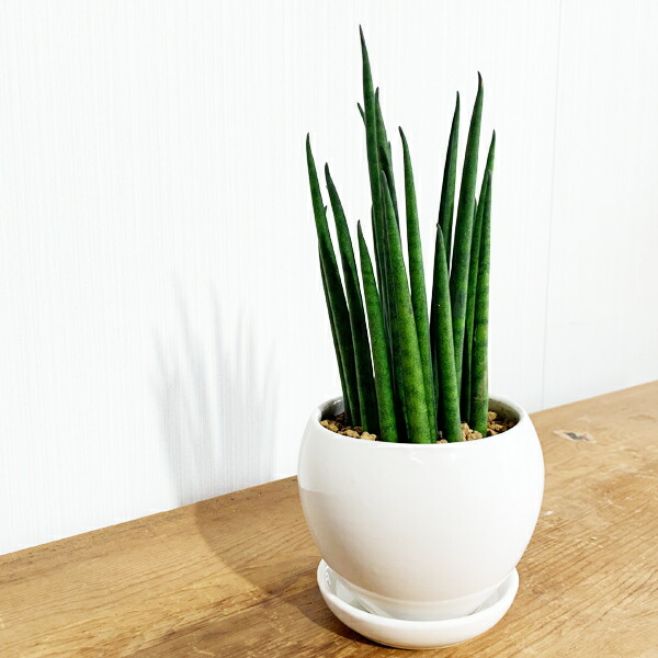 サンスベリア 育て簡便 お復元かんたん 金円銘柄瀬戸もの鉢植え 卓上号数 観葉植物 本物 サンセベリア バキュラリス ミシガンカド 貨物輸送無料 ミニ サイズ 小型 ファーニチャー Foxunivers Com