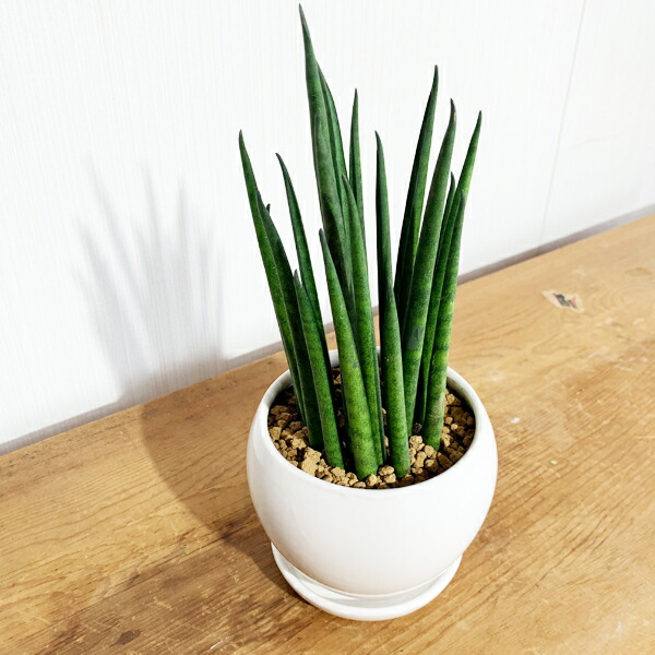 サンスベリア 育て簡便 お復元かんたん 金円銘柄瀬戸もの鉢植え 卓上号数 観葉植物 本物 サンセベリア バキュラリス ミシガンカド 貨物輸送無料 ミニ サイズ 小型 ファーニチャー Foxunivers Com