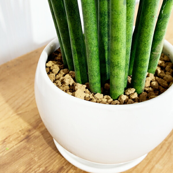 サンスベリア 育て簡便 お復元かんたん 金円銘柄瀬戸もの鉢植え 卓上号数 観葉植物 本物 サンセベリア バキュラリス ミシガンカド 貨物輸送無料 ミニ サイズ 小型 ファーニチャー Foxunivers Com