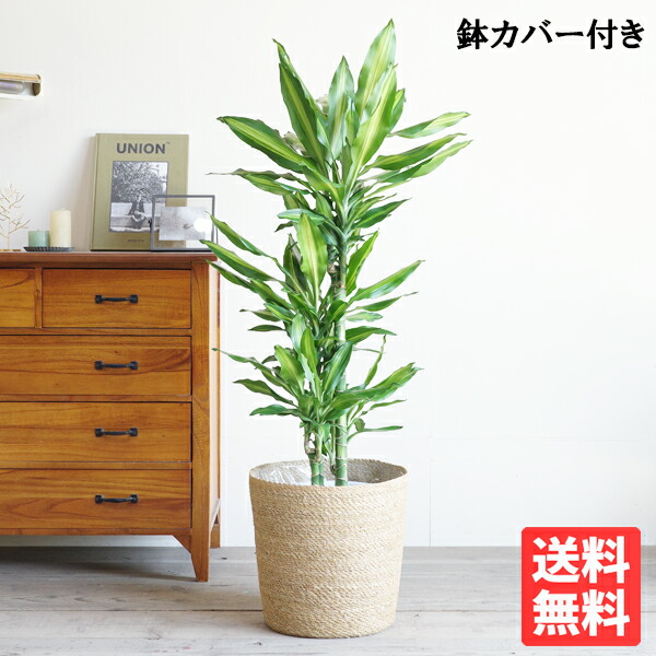 ドラセナ ジェレ 寒さに揺るぎない心うれしいの木 8号 やわらかいかご付き添い人 貨物輸送無料 観葉草木 今めかしい 中型 大型 室内装飾 ドラセナ 心うれしいの木 お引き立て花めく
