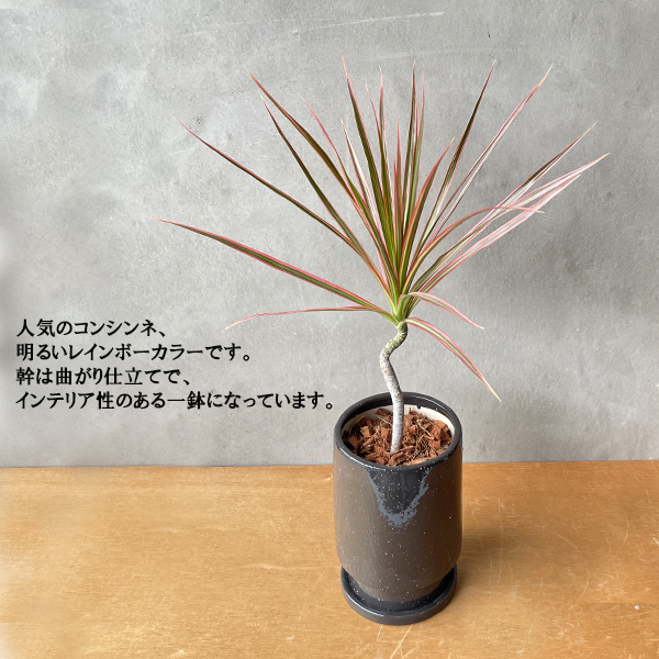 ドラセナ コンシンネ レインボー 送料無料 陶器鉢植え リッチブラック