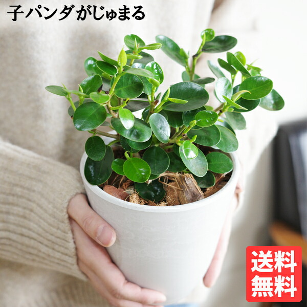 楽天市場】カワイイ パンダガジュマル 4号 おしゃれな観葉植物