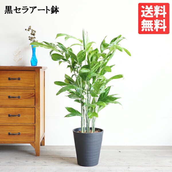 高性チャメドレア 8号 黒いこと セラアート鉢 貨物輸送無料 コウセイチャメドレア 観葉草木 今めかしい 室内装飾 中型 大型 寒さに揺るぎない