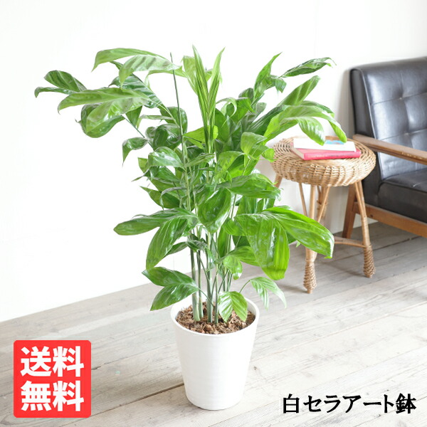 高性チャメドレア 8号 白いこと セラアート鉢 貨物輸送無料 コウセイチャメドレア 観葉草木 中型 大型 寒さに揺るぎない