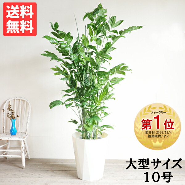チャメヤシ  チャメドレア  5株  耐陰性高い   観音竹 楽天市場】観葉植物 大型 高性チャメドレア ヤシの木 10号 法人送料