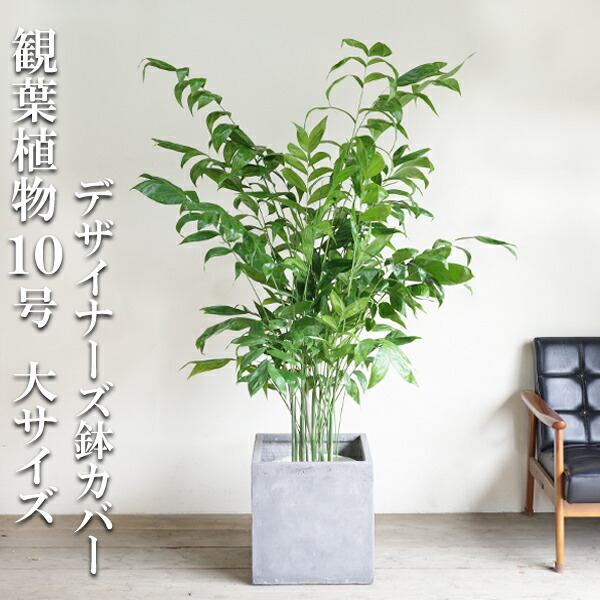 観葉草木 大型 法人宛貨物輸送無料 高性チャメドレア ヤシ科の木 大大きさ 正六面体型 デザイナーズ 御前上等鉢押しかぶせる付 しろがね色  コウセイチャメドレア １０号鉢 室内装飾 花 苑地 DIY 寒さに揺るぎ無い