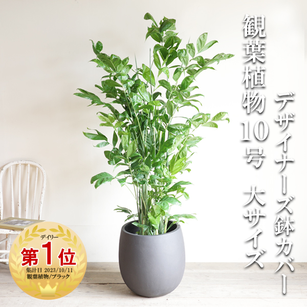楽天市場】観葉植物 大型 シマトネリコ トネリコ 10号 10号鉢